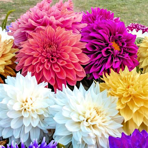 dahlia bulbs dinnerplate